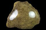Polished Fossil Coral (Actinocyathus) - Morocco #136295-1